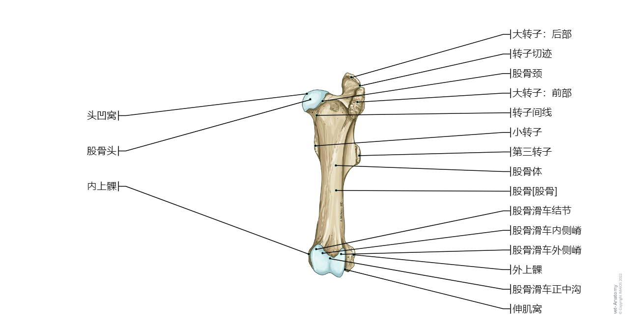 Veterinary anatomy - Thigh bone [Femur] (Horse): Head of femur,  Greater trochanter, Third trochanter, Trochlea of femur, Lateral condyle