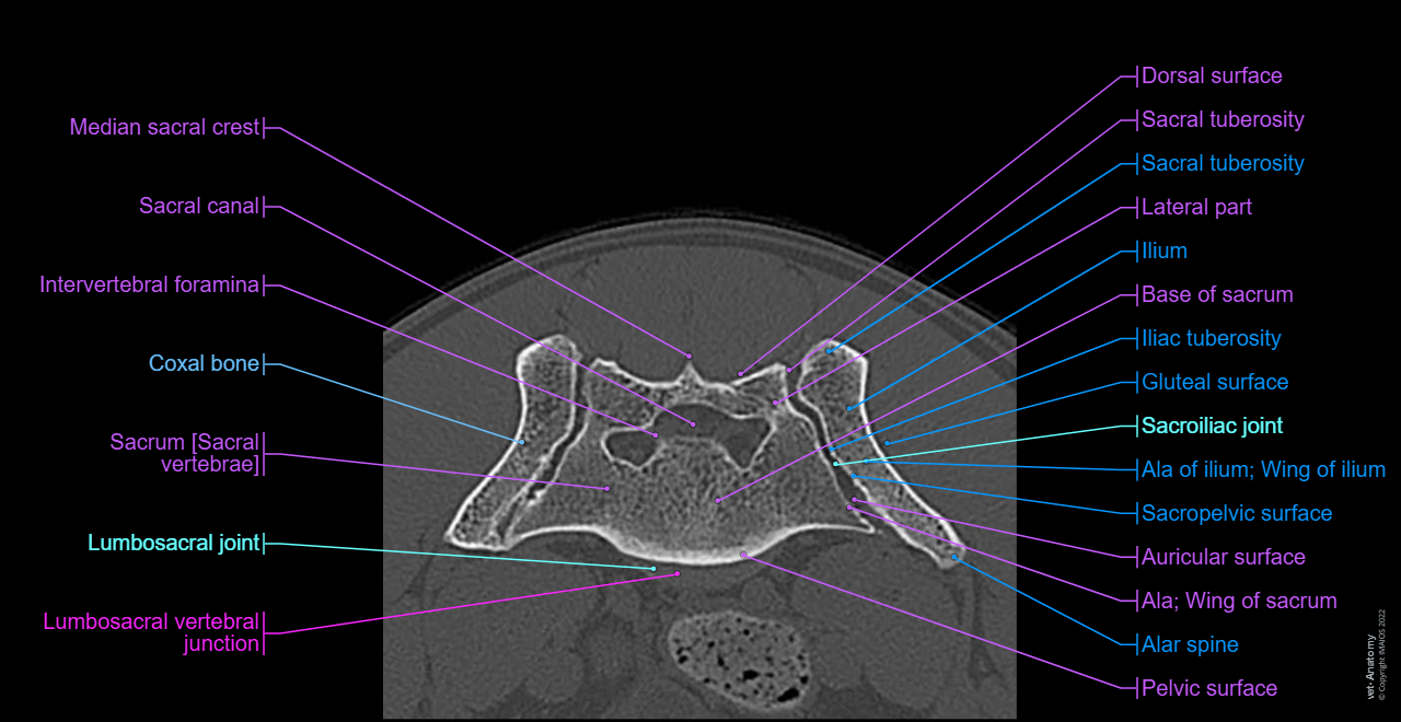Anatomy of the canine lumbar vertebrae and lumbosacral junction (CT): Sacroiliac joint, Sacrum [Sacral vertebrae], Ala of ilium; Wing of ilium, Dog