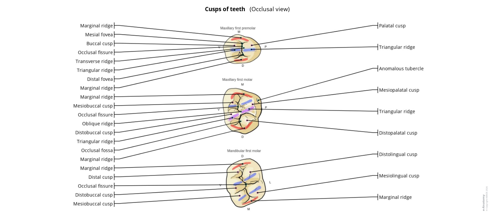 Labeled atlas of dental anatomy: cusps of molars and premolars
