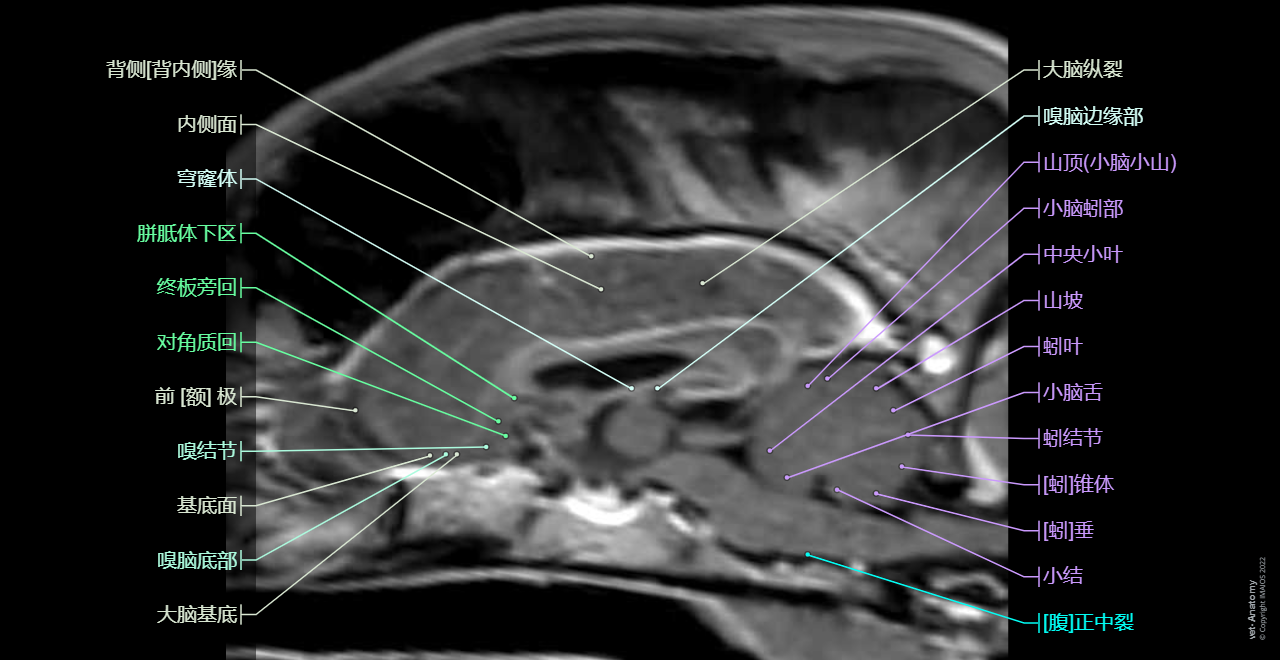 Canine Brain MRI Atlas - Veterinary Radiology: Hypophysis [Pituitary gland], Brainstem