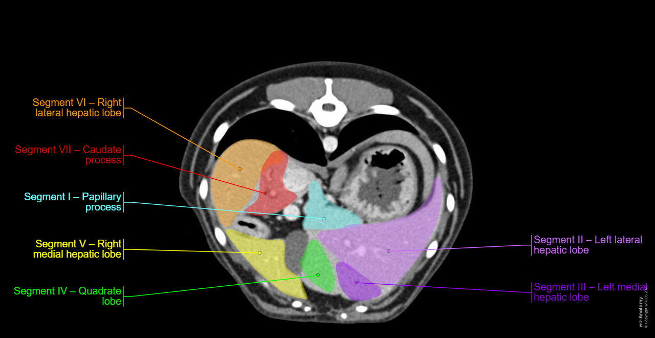 Hepatic segmentation - Dog - CT