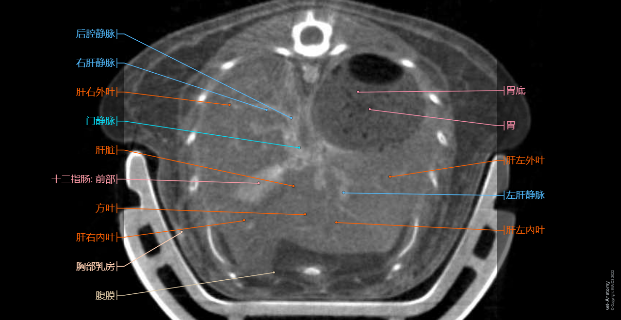 Mouse - CT: Liver, Left lateral lobe of liver, Caudate lobe, Right lobe of liver,
