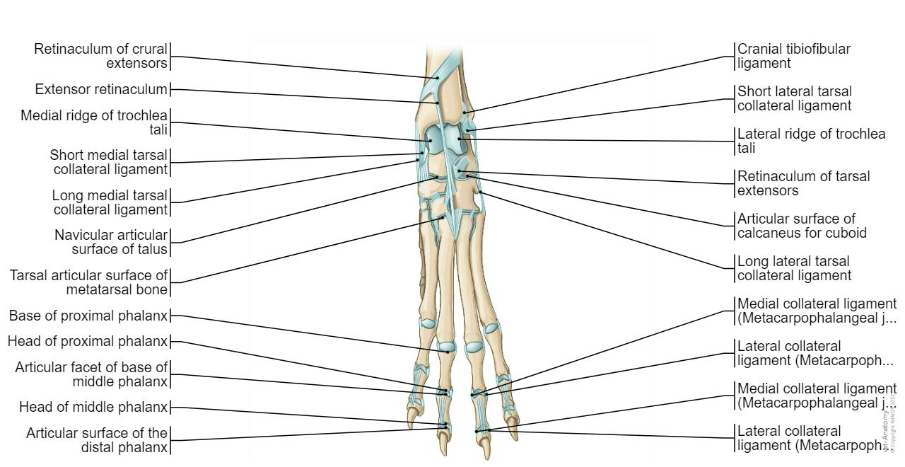 Tarsal joint - Articular surface