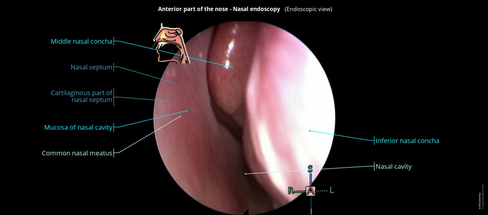 Anatomy atlas of human nasopharynx using endoscopy: nasal cavity