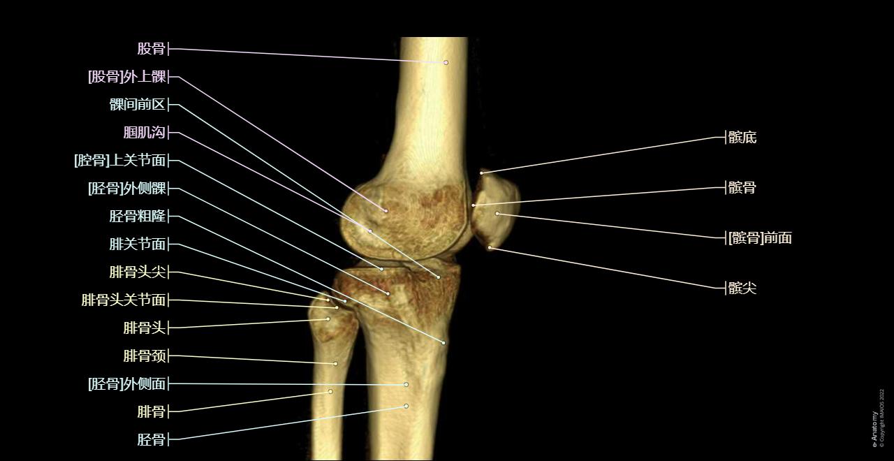 Knee : 3D