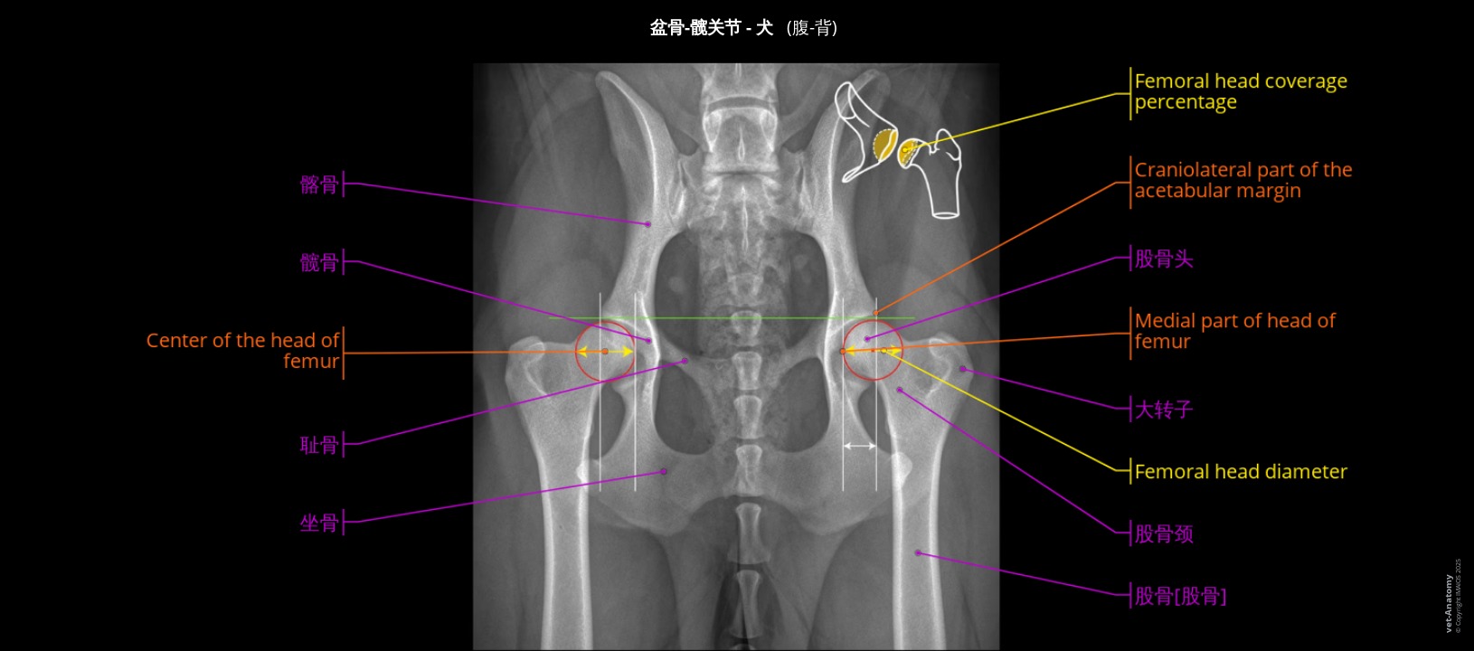 犬髋关节影像解剖图谱