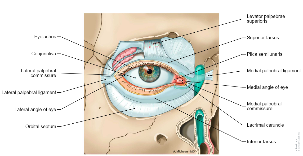 Lacrimal apparatus - Orbital septum: Superior tarsus, Medial palpebral ligament, Lacrimal sac,  Lacrimal gland
