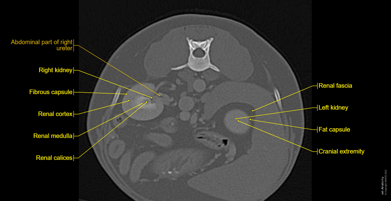 Kidney - Dog - Anatomy atlas