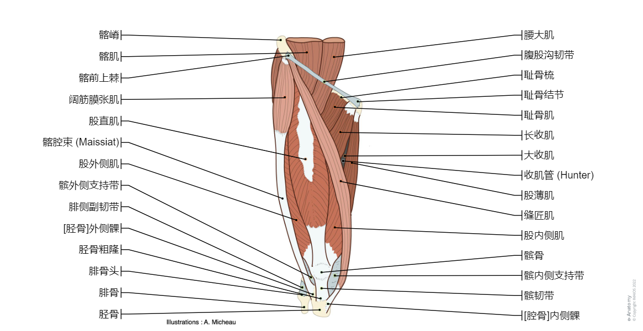 Knee joint - Tibia/Superior articular surface : Lateral meniscus, Medial meniscus, Anterior cruciate ligament,  Posterior cruciate ligament, Fibular collateral ligament, Tibial collateral ligament, Tibiofibular joint; Superior tibiofibular joint