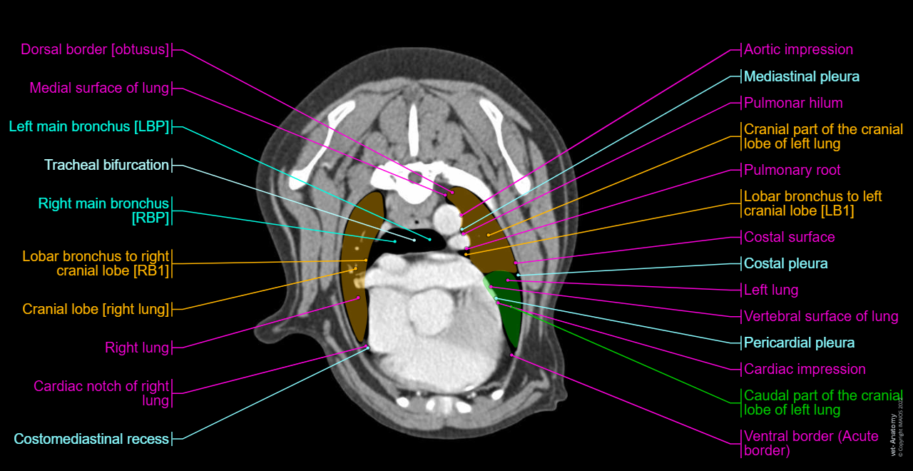 Dog - Muscles of back / Muscles of thorax: Latissimus dorsi muscle, Thoracic rhomboid muscle [Rhomboideus thoracis muscle], Cranial dorsal serrate muscle [Serratus dorsalis cranialis muscle], Erector spinae muscles