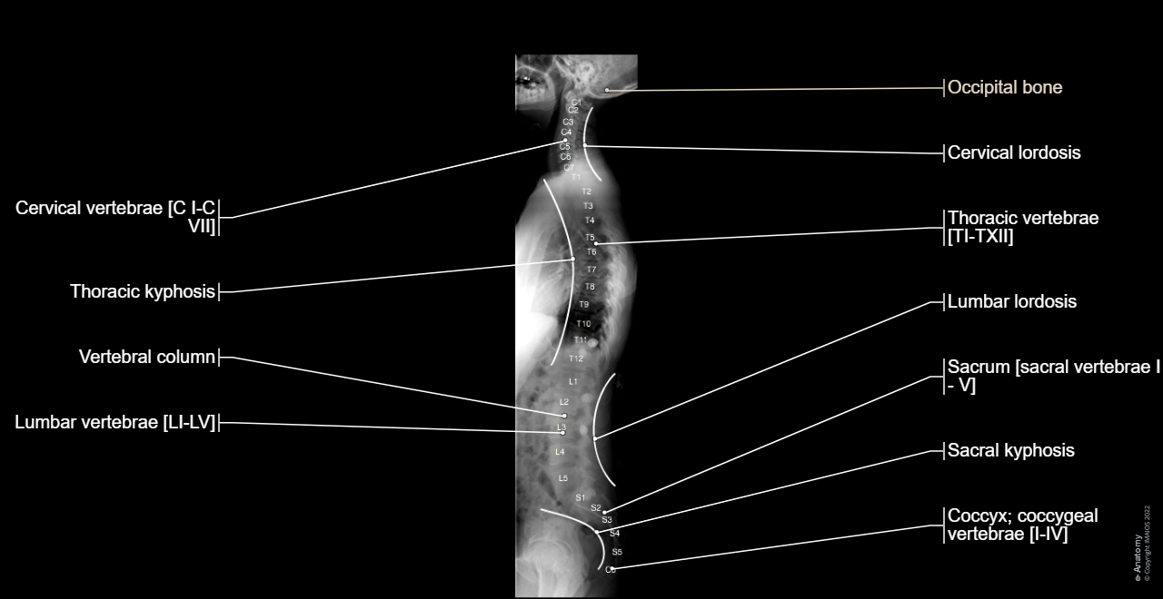 Anatomy - Vertebral column - [UMLS:C1962945] - Anterior-posterior full-length view of the spine/Lateral full-length view of the spine : Spine, Primary curvature, Thoracic kyphosis, Sacral kyphosis, Secondary curvatures, Cervical lordosis, Lumbar lordosis, Scoliosis, Vertebra