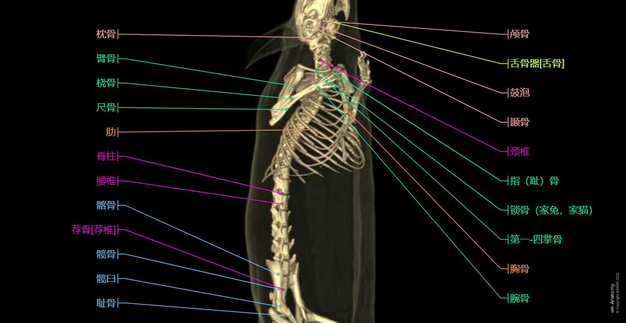 Mouse - 3D - Anatomy atlas: Skeleton, Bones, Osteology