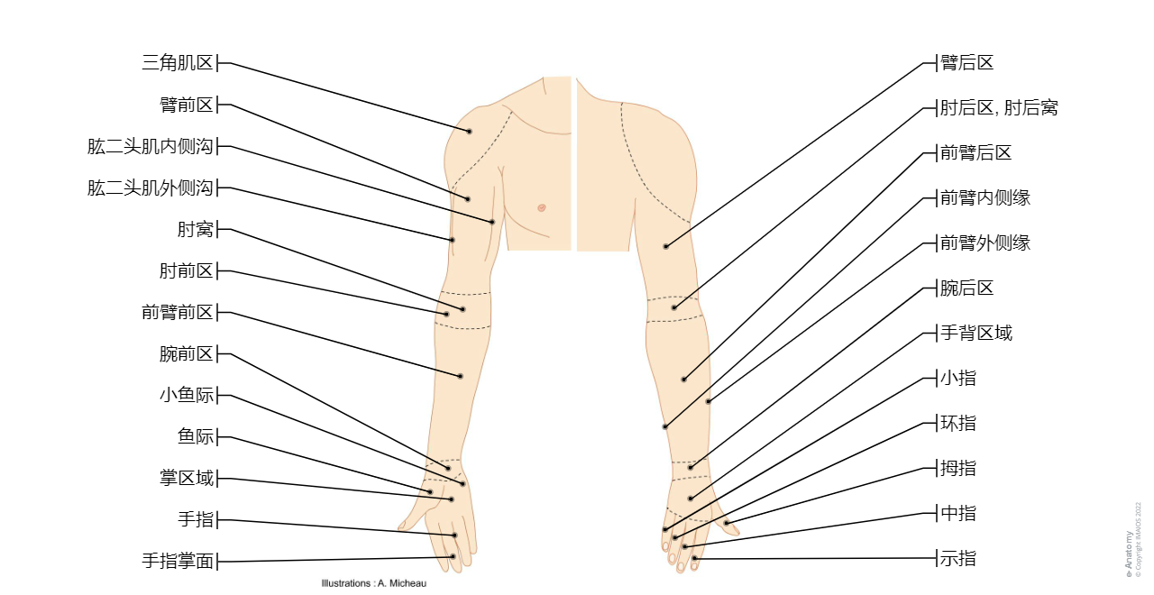 Regions of upper limb - Human anatomy (Drawings) : Anterior region of arm, Deltoid region, Brachial region, Lateral bicipital groove, Cubital fossa, Antebrachial region, Hand region, Carpal region, Dorsal region of hand, Palm; Palmar region, Thenar eminence, Hypothenar eminence, Metacarpal region, Digiti manus