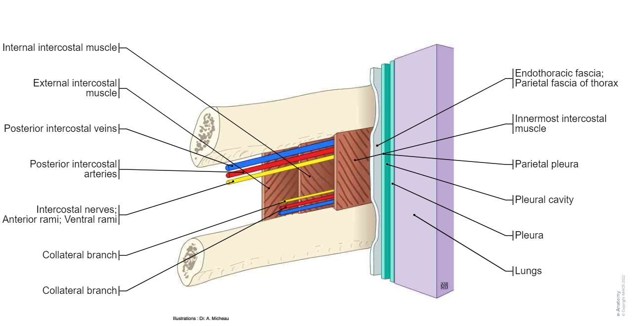 Intercostal space - Anatomy diagram : External intercostal muscle, Internal intercostal muscle, Innermost intercostal muscle, Endothoracic fascia; Parietal fascia of thorax, Posterior intercostal arteries, Posterior intercostal veins, Intercostal nerves; Anterior rami; Ventral rami