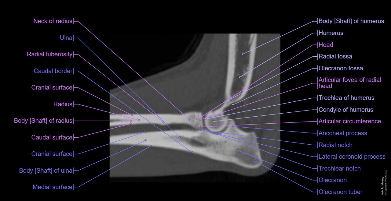 Elbow - CT (Dog): Humeroulnar joint, Humeroradial joint, Olecranon
