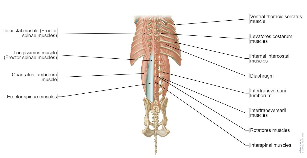 Dorsal view - Muscles of abdomen - Dorsal view