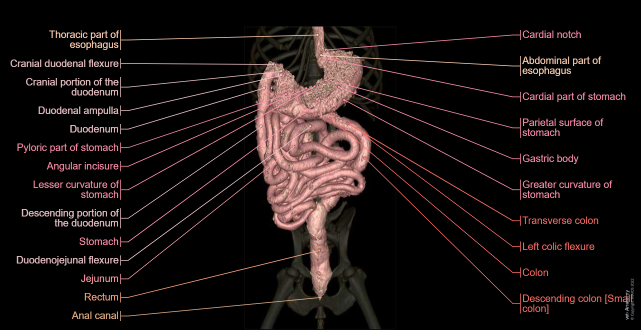 Dog - Digestive system - 3D - Anatomy: Stomach, Duodenum, Jejunum, Ileum, Small intestine, Large intestine, Colon, Rectum