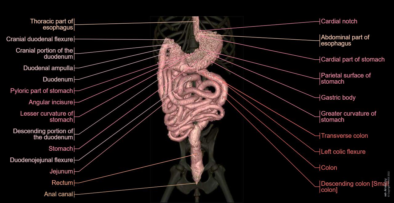 Dog - Abdomen - Pelvis (CT): normal anatomy | vet-Anatomy