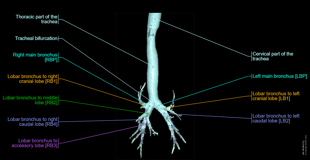 3D - Bronchial tree (Dog): Trachea, Tracheal bifurcation, Main bronchus [right and left], Lobar bronchi