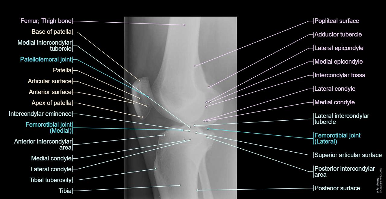 Knee joint (Knee joint, Femorotibial joint): Femorotibial joint