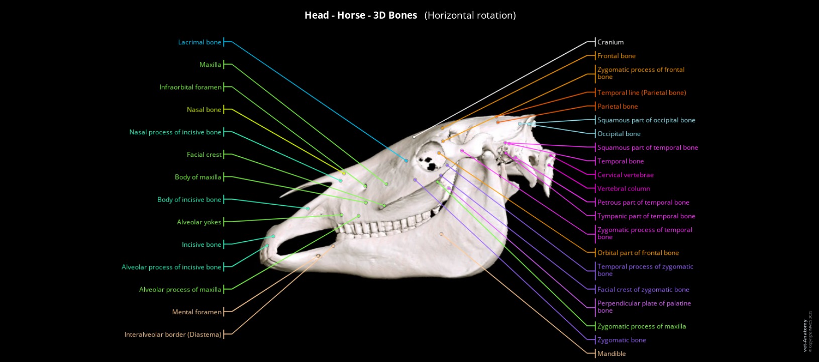 3D-Cranium and mandible of a horse