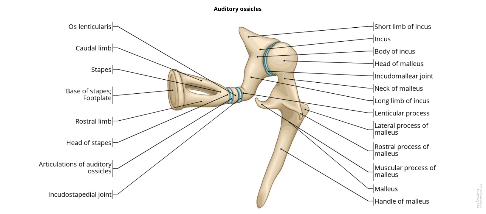 Labelled auditory ossicles of the dog