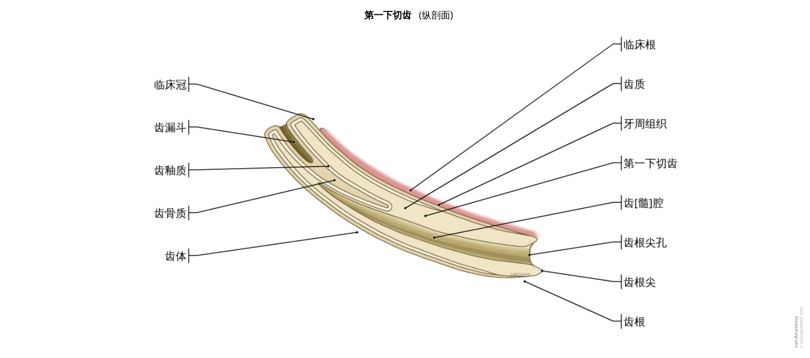 切牙横断面标注图解