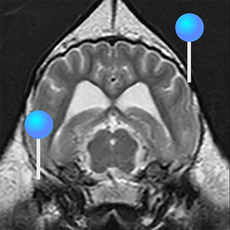 Beagle Brain vet-Anatomy, the Anatomy of Imaging