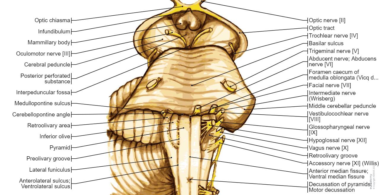 Brain Pyramids Anatomical diagrams of the brain | e-Anatomy