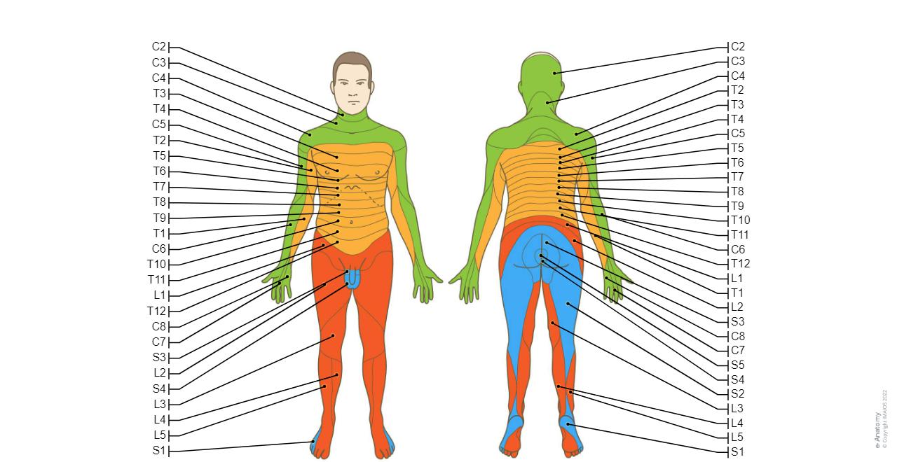 Dermatomes - Spinal nerves : C1 C2 C3 C4 C5 C6 C7 C8 Co L1 L2 L3 L4 L5 S1 S2 S3 S4 S5 T1 T10 T11 T12 T2 T3 T4 T5 T6 T7 T8 T9
