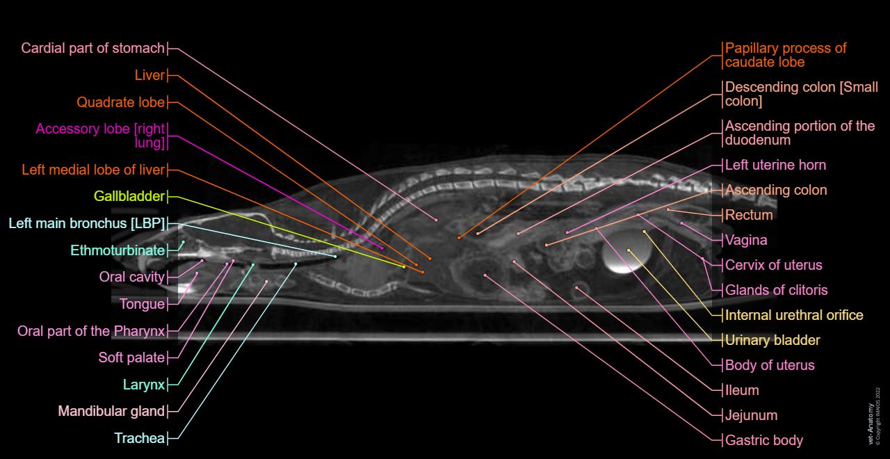 Mouse Dissection Labelling Anatomy of the laboratory mouse: normal anatomy | vet-Anatomy
