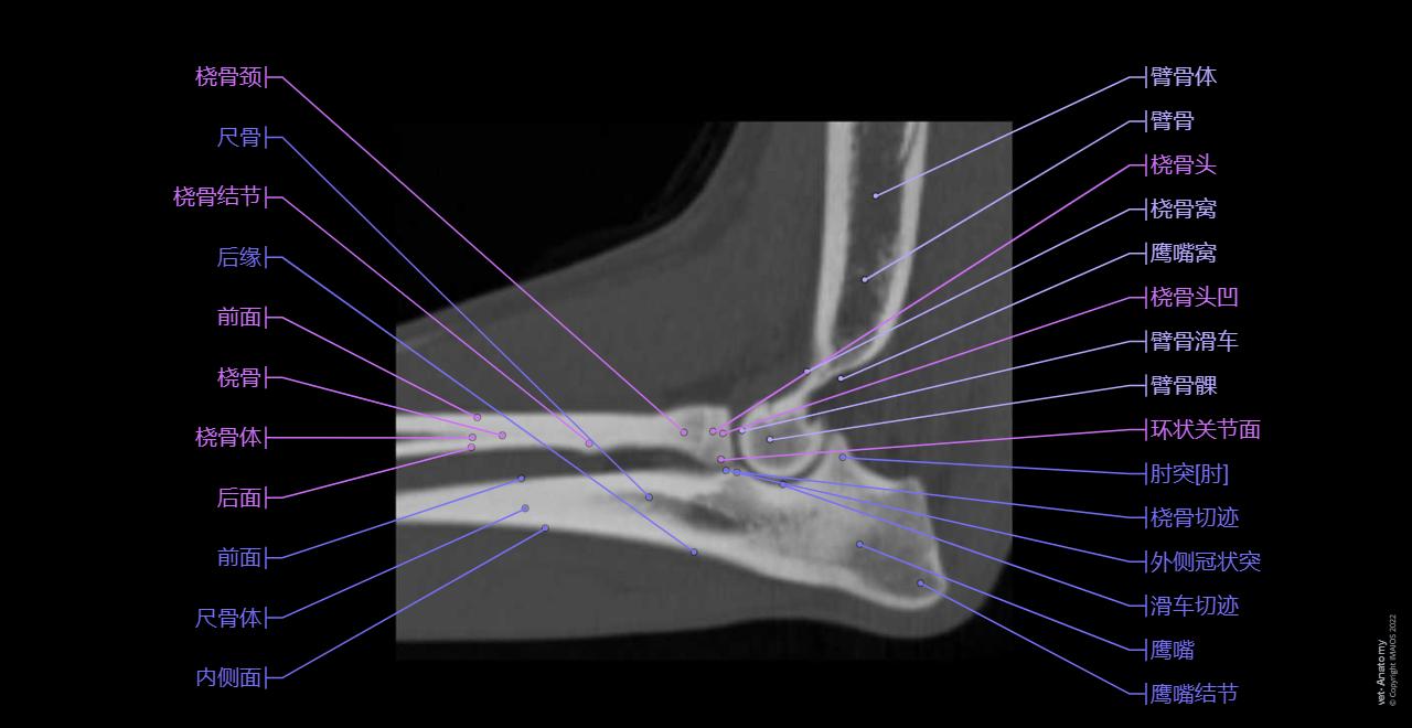 Elbow - CT (Dog): Humeroulnar joint, Humeroradial joint, Olecranon