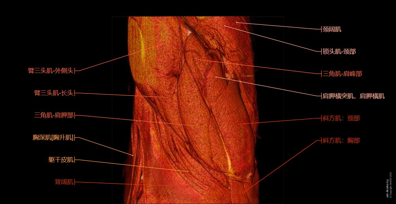 Dog - Myology - 3D: Shoulder, Muscles of back