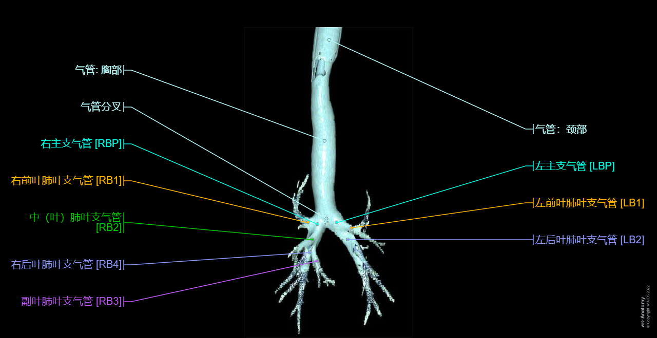 3D - Bronchial tree (Dog): Trachea, Tracheal bifurcation, Main bronchus [right and left], Lobar bronchi