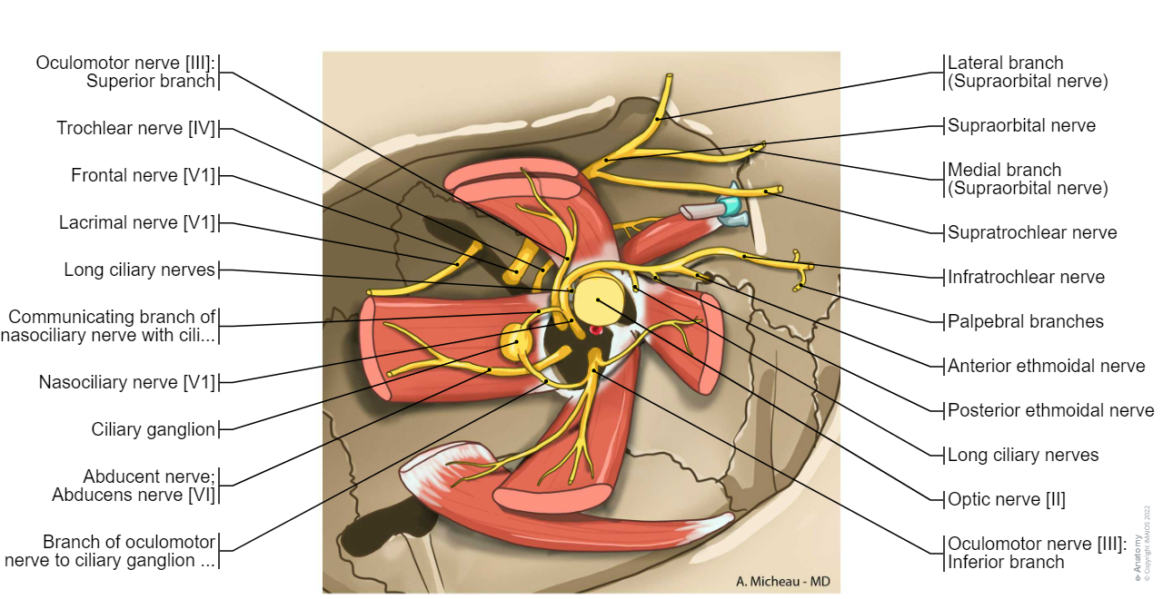 Orbit-Nerves:Lacrimal nerve [V1], Nasociliary nerve [V1], Oculomotor nerve [III], Trochlear nerve [IV], Abducent nerve; Abducens nerve [VI]