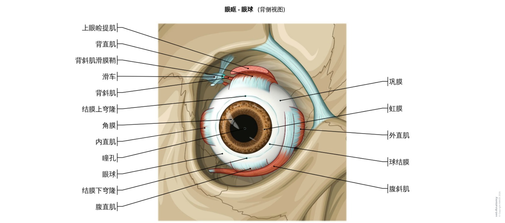 犬类眼球肌肉解剖标注图解