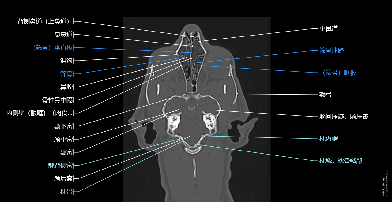 Cat: Nasal cavity - Temporal fossa - CT