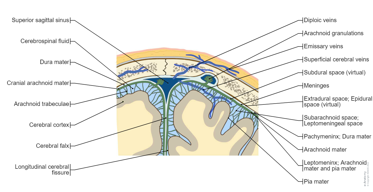 Meninges - Coronal section :Cranial dura mater, Cerebral falx, Subdural space, Extradural space; Epidural space, Arachnoid mater, Subarachnoid space; Leptomeningeal space, Cerebrospinal fluid, Cranial arachnoid mater, Arachnoid granulations, Arachnoid trabeculae, Cranial pia mater, Diploic veins, Superficial cerebral veins