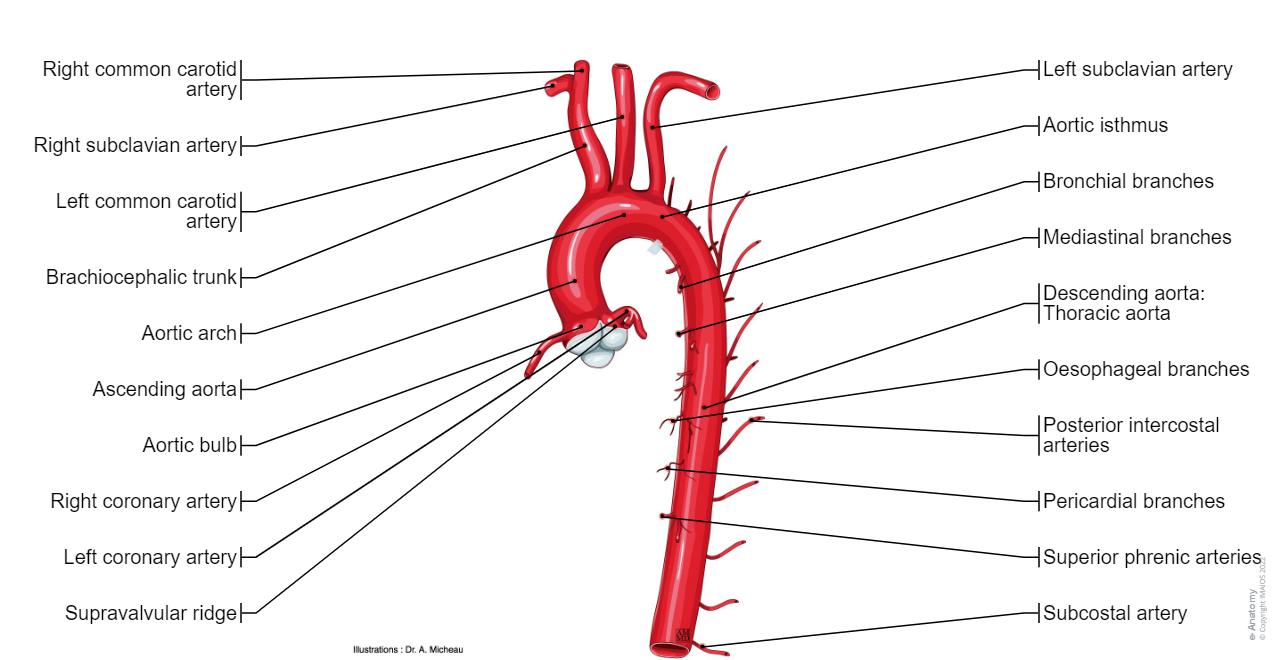 Aorta - Anatomy : Ascending aorta, Aortic bulb, Aortic arch, Aortic isthmus