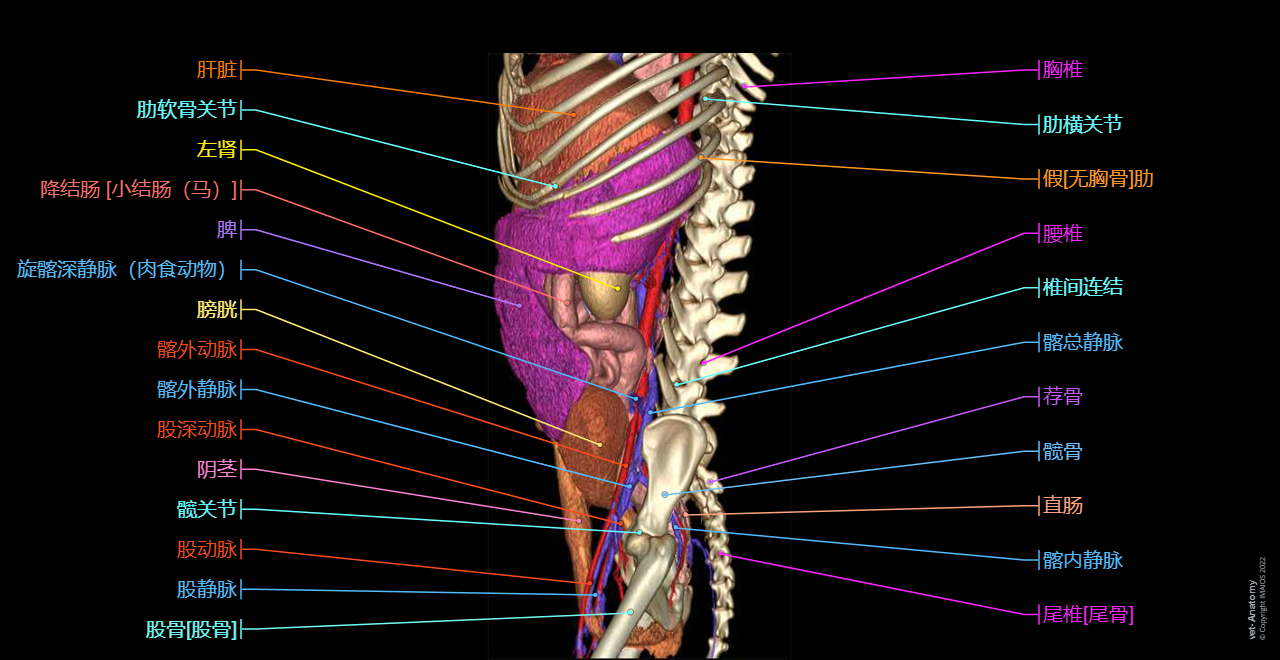 Veterinary anatomy - 3D: Dog - Splanchnology - Abdominal cavity