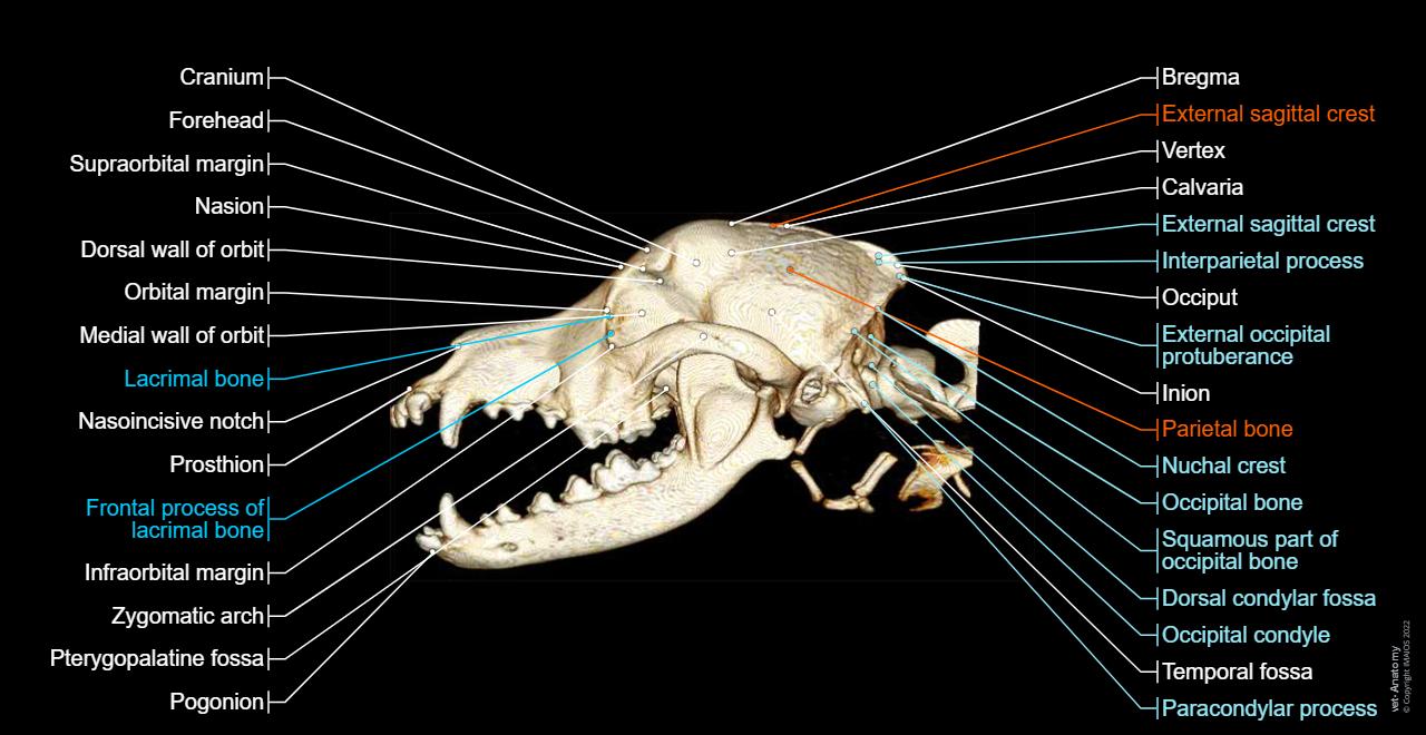 Cranium - 3D - Dog - Anatomy atlas