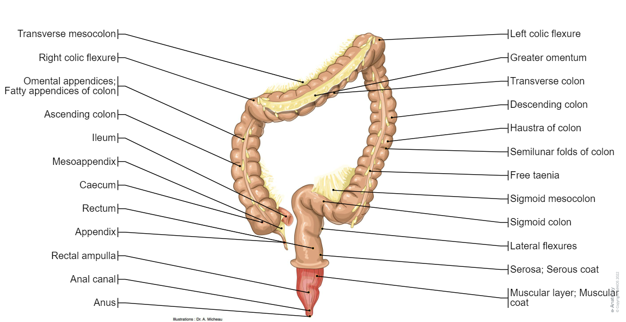 Large intestine: Colon, Taeniae coli, Sigmoid colon,Transverse mesocolon, Sigmoid mesocolon