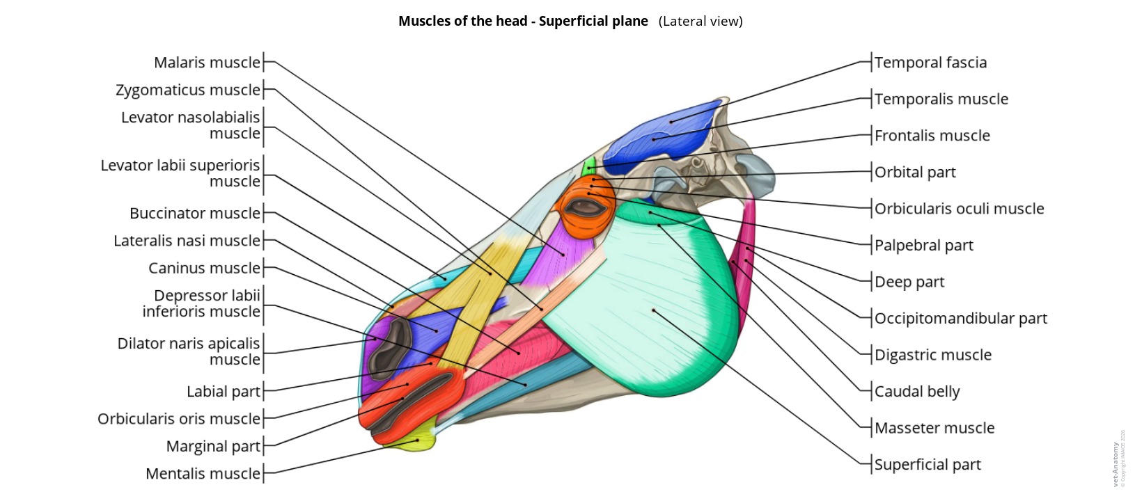 Anatomy atlas of the muscles of the horse head on a labeled illustration