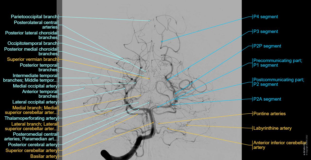 Posterior cerebral artery - Anatomy (Angiography)