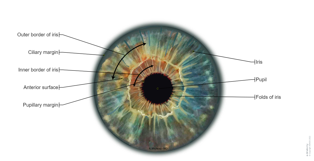 Iris: Outer border of iris, Pupil, Folds of iris