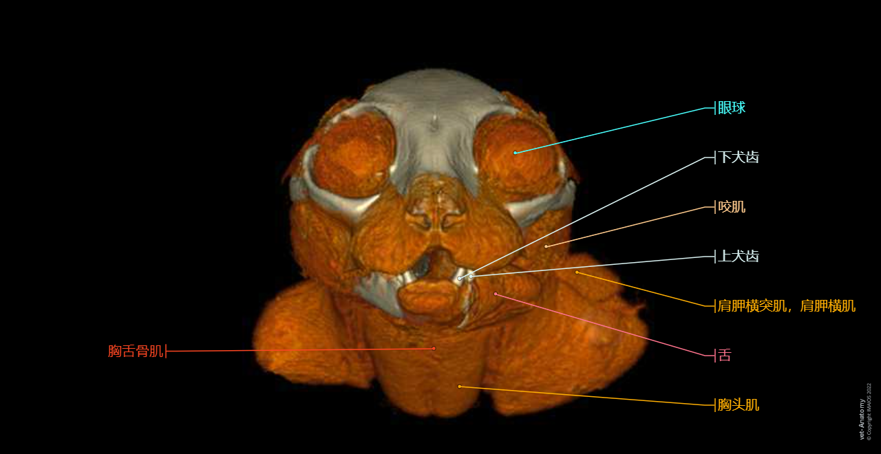 Cat: Muscles of the head - 3D