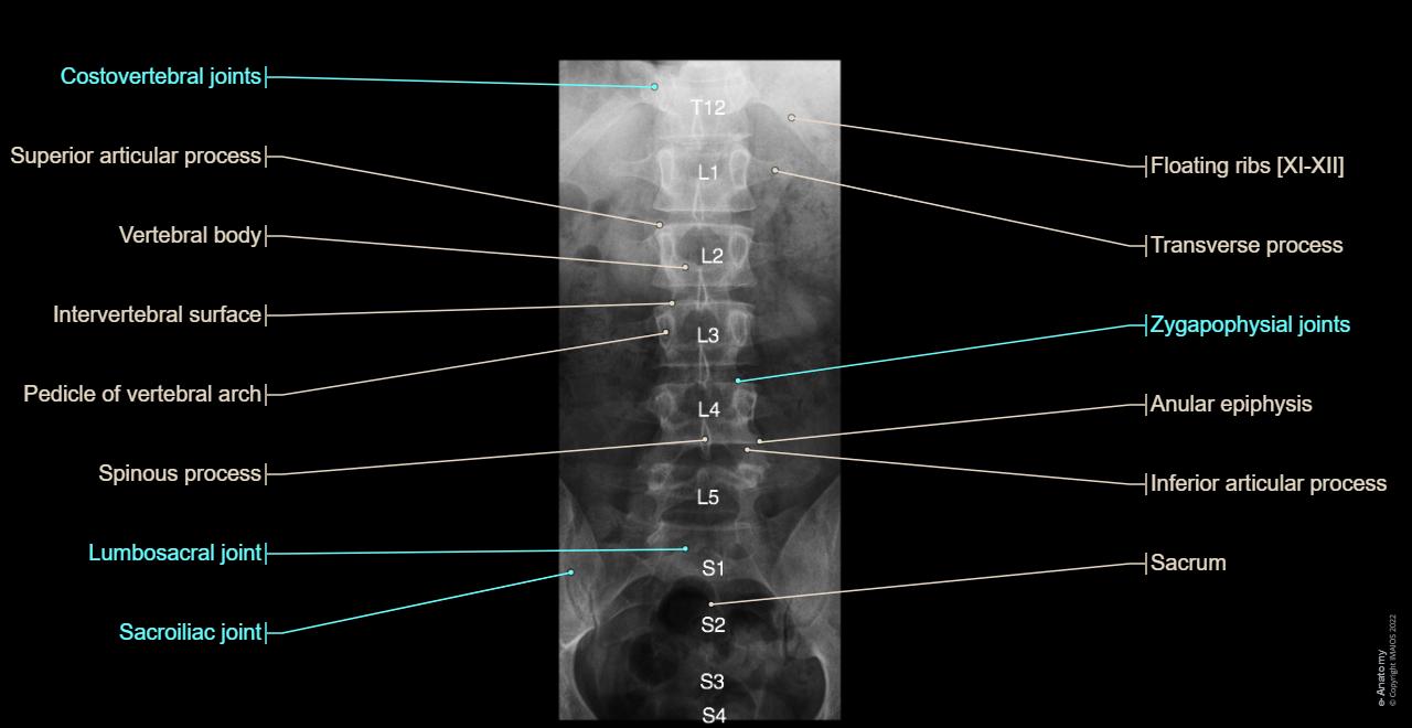 Li Transverse Process Anatomy of the spine: normal anatomy | e-Anatomy