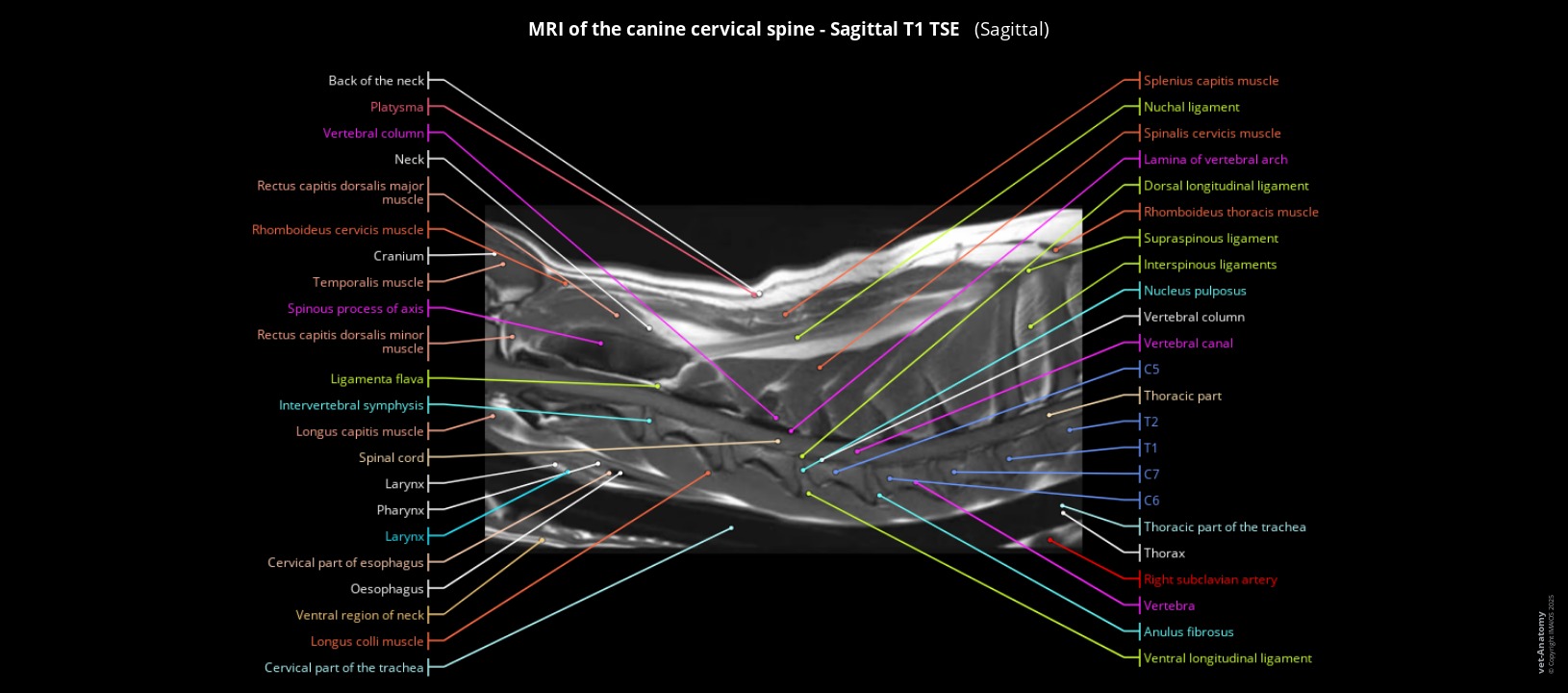 Labelled MRI of a dog's cervical spine