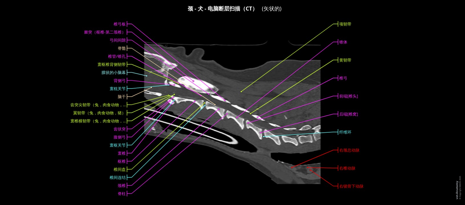 犬颈部CT成像（已做标注）
