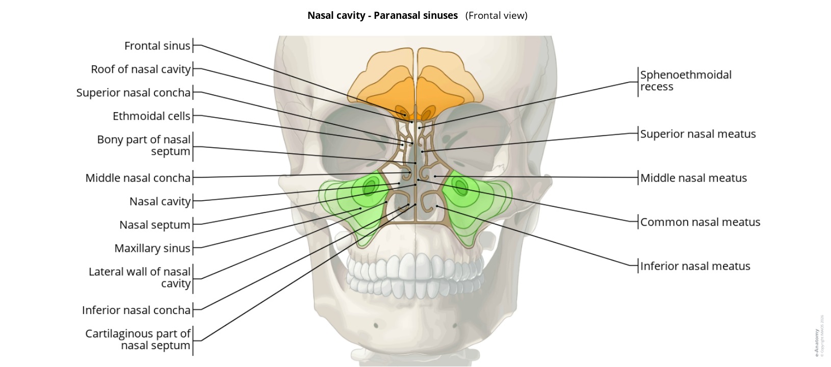 Anatomy atlas of the paranasal sinuses on a laballed schema
